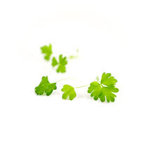 Image result for Microcharis