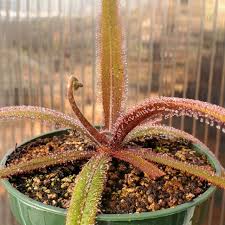Image result for Drosera