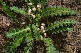 Image result for Asplenium cancellatum