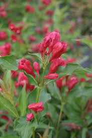 A low growing succulent plant grown in central and south florida and used as an ornamental. Sonic Bloom Red Reblooming Weigela Weigela Florida Proven Winners