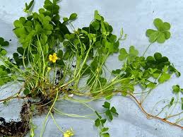 Image result for Oxalis corniculata