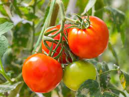 With 31 varieties of heirloom tomatoes, mercer's online tomato & fruit tree sale is sure to offer something delicious to add to your menu this spring and summer. Is A Tomato A Fruit Or A Vegetable Britannica