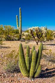 The shot was taken end of april 2010 at the alamo campground which is abit tricky to find but a perfect hideout. Organ Pipe National Monument Saguaros Organ Pipe Cacti Www Wilde Weite Welt De