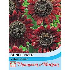 Sebelum itu, mari kita bahas dulu pengertian bunga matahari ya. Sunflower Velvet Queen Seeds Thompson Morgan