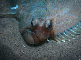 Penguins don't sleep during the day. Types Of Flatfish The Complete Guide
