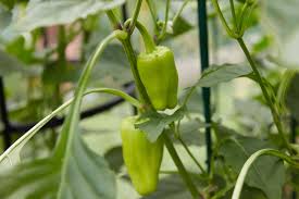 Pour brine over peppers to within ½ of the top. Growing Peppers In The Vegetable Garden