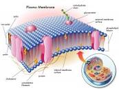 Image result for plasma membrane