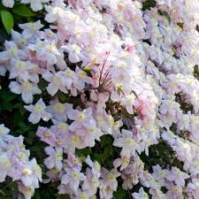 Maybe you would like to learn more about one of these? Clematis Montana Mayleen Pink Flowering Clematis Special Deals Garden Plants