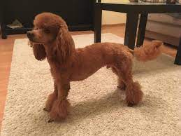 Sep 30, 2016 · the original 101 coconut oil uses and benefits! Can You Look My Poodles Back Poodle Forum