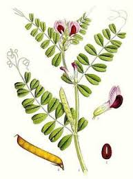 Image result for Vicia
