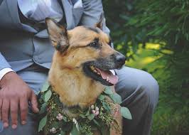 See if fido is down or it's just you. 10 Tips For Walking Fido Down The Aisle New Jersey Bride
