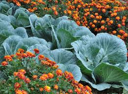 There are, the constitution brags, 11 official languages including tony leon, the former leader of the opposition in south africa, once said, we must promote patriotism, but we can never again allow south african. Companion Herbs For Winter Veggies Sa Garden And Home