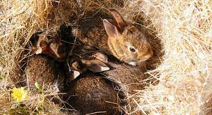 They'll come back to feed the babies once or twice a day. Why Do Rabbits Bury Their Babies Under Grass And Leaves