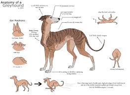 Anatomy Of A Greyhound A Scientific Reference By Lizbeast