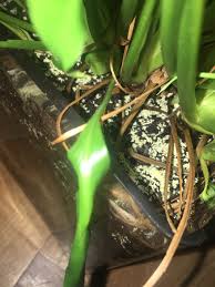 Whether you're growing indoor plants in a container or need an outdoor soil amendment, you may soil provides the base for the plant and helps transfer nutrients and water for the green and healthy ideal for growing flowers, ground cover & bedding plants. Indoor Peace Lily Soil Suddenly Covered In White Spots Gardening Landscaping Stack Exchange