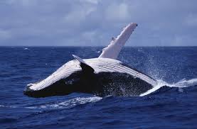 Humpback whales can grow to as long as 50ft (15m) and weigh about 36 tons. Humpback Whales Sing For Food Not Entertainment