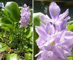 Image result for Pontederia crassipes