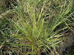 Image result for Eragrostis
