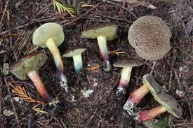 Image result for Xerocomellus diffractus