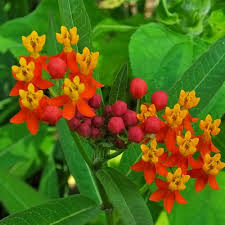 Image result for Asclepias foliosa