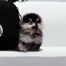 Hh >< hh hitam putih g : Pin By Carocactus On B T S Bts Dogs Cute Puppies Cute Animals