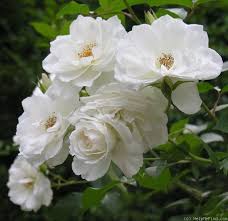 Swedish house and techno power plant linktr.ee/lafleur_official. Pin By Heather Osborne On Roses And Flowers Beautiful Rose Flowers Beautiful Flowers Garden Beautiful Roses