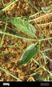 Image result for Orthanthera jasminiflora