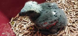 Cute pesquet's parrot (psittrichas fulgidus) sound. Pesquet S Parrot For Sale With Mickey Parrot Seller Facebook
