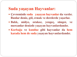 Ppt Cevremizdeki Varliklar Powerpoint Presentation Free Download Id 2070423