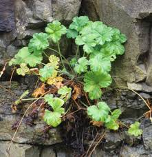 Image result for Hesperantha longicollis