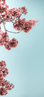 Mar 12, 2018 · 1. Best Flower Iphone 12 Hd Wallpapers Ilikewallpaper