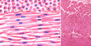 Beside the sm is connective tissue (ct). Lab 10 Smooth And Skeletal Muscle