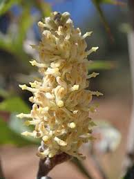 Image result for Grona ramosissima