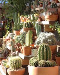 How do i draw a cactus with a wren on it? 2 544 Otmetok Nravitsya 38 Kommentariev Ew C Jonna Julien Earthwindandcactus V Instagram The Golden Hour Succulents Cactus Cactus Garden