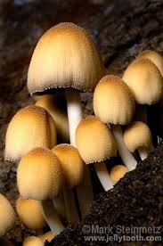 Image result for Coprinus micaceus
