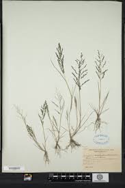Image result for Eragrostis pilosa