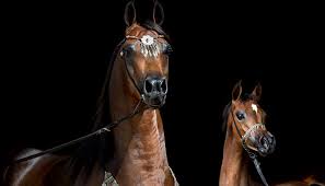 Apec provides comprehensive engineering solutions to secure critical processes with clean and reliable power supply systems. History And Heritage Of The Arabian Horse Us Equestrian