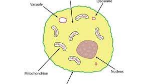 There are three simple steps to drawing anything in a stylized way from a reference if you draw only a couple of animals like this, you will memorize the steps and it will become easier you will find yourself being drawn to certain cells more than others, and that is good. Structure Of An Animal Cell Science Learning Hub