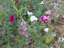 There Is Such An Abundance Of Wild Flowers In This Area Wild Flowers Flowers Plants