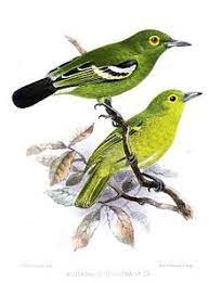 The Green Iora Aegithina Viridissima Is A Species Of Bird In The Aegithinidae Family It Is Found In Brunei In Bird Illustration Beautiful Birds Bird Prints