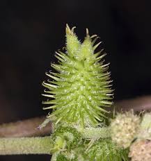 Image result for Xanthium