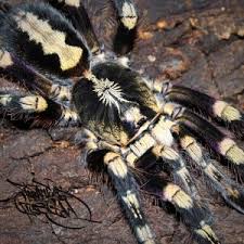 Image result for Centema subfusca