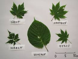 カエデの仲間たち 葉っぱ塾 ブナの森から吹く風