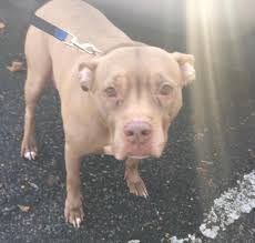 At second chance, our mission is to champion homeless cats and dogs who are healthy or treatable in the quest to find their forever home and engage with our community to promote responsible pet. Second Chance Pet Adoption League Inc Sponsor A Pet Grant Report Petfinder Foundation