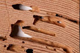 Likeness Of The Easy Methods How To Get Rid The Termites In Your Lovely Furniture Termite Control Termites Termite Treatment