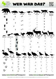 Fahre mit der maus über das bild und du erfährst die lösung um welche tierspuren es sich handelt! Tierspuren Bestimmungsbogen Spuren Von 25 Natur Natur Spuren Tierspurenbestimmungsbogen Von Tiere Wild Tierspuren Wilde Tiere