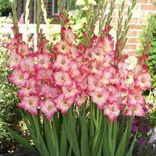 Pin On Spectactular Flowers