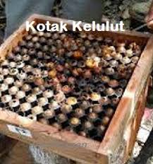 Kelulut Cara Mula Ternak Mbah Seo