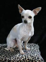Fawn, cream, and red are among the breed's most common coat colors while solid white, solid black, brindle scantier hairs may also be found on the belly, throat, face, head, and ears. 30 Best White Chihuahua Dog Photos And Pictures