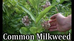 How To Identify Common Milkweed Asclepias Syriaca Youtube